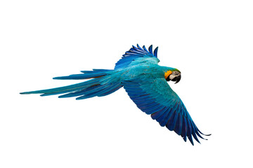 Macaw parrot fly On a white background.