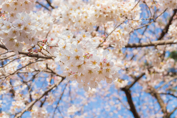 満開の桜