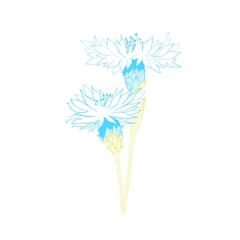 a bouquet of yellow-blue field cornflowers - the symbolism of Ukraine.