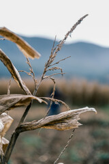 The dry corn trees in the field