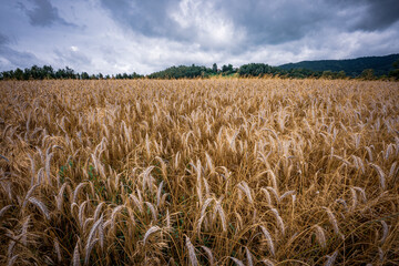 Golden ears of wheat on the field in sunlight. Fields of wheat at the end of summer fully ripe.