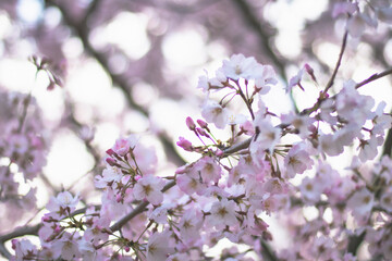 桜　Sakura　Cherry blossoms