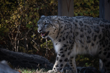 snow leopard 