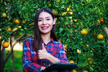 women owner tangerine plantation wearing plaid shirt checking quality of her tangerines and pointing hand OK with looking camera before harvesting and checks market prices now with her tablet