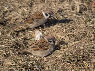 two sparrows on dry grass