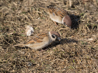 two sparrows on a sunny day