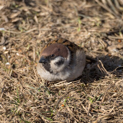 portrait of a sparrow