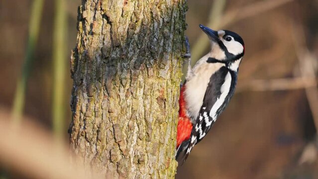 Great Spotted Woodpecker sitting upright on a tree stump during the daytime. Woodland bird with pied black and white plumage and a red patch on the lower belly. Looking for insects. Dendrocopos Major