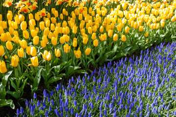 Tulipany1