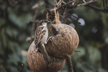 A sparrow and his nest