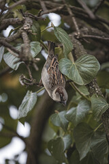 A sparrow about to take off