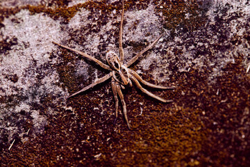 Lycosa erythrognatha - This spider is known as 'aranha-de-jardim' (garden spider),...
