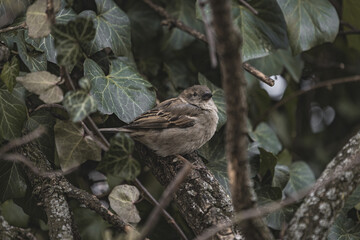 sparrow on a branch