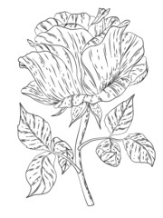 Rose flower outline 