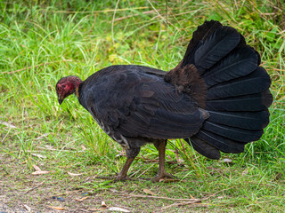Brush Turkey In Grass