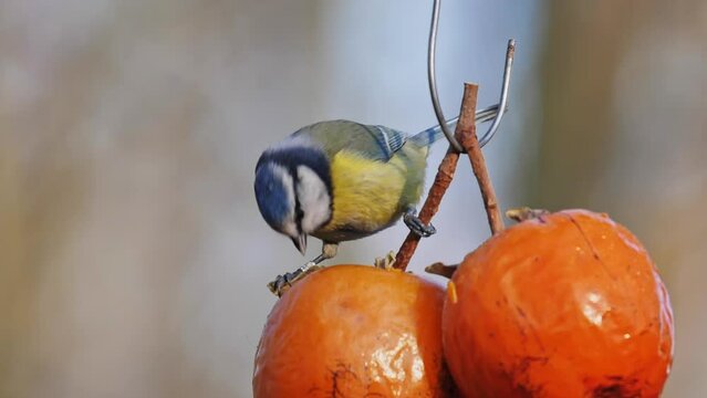 Great Tit Parus major eating big orange fruit hang out in a natural reserve park, feeding passerine bird Tit family Paridae. Cute little bird. Nature in Slow Motion.
