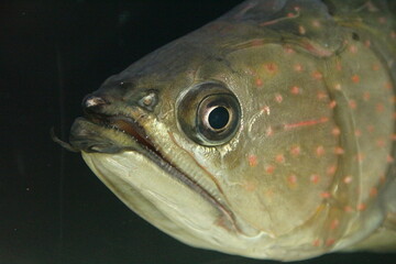 ノーザン・バラムンディ