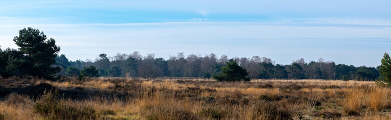 Obraz premium panoramic nature landscape with trees