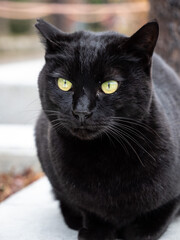 Fototapeta premium Portrait of black cat