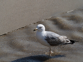 one sea gull on a beach