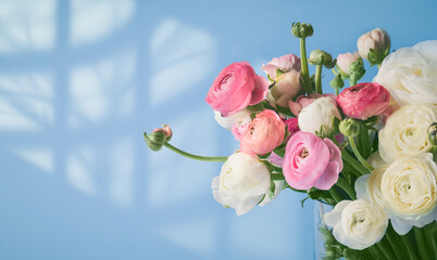 Bunch of beautiful ranunculus flowers in vase on a blue background. Greeting card