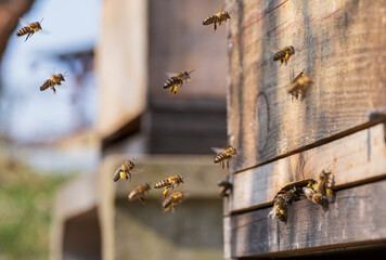 Bees return to hive with full cups of pollen on hind legs