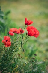 Beautiful flower shot with a blurred background. Red poppies in green scenery. Photo in shallow depth of field.