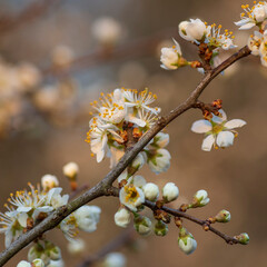 Twig of shrubs (Prunus spinosa) with blooming white flowers, macrophotography with nice background