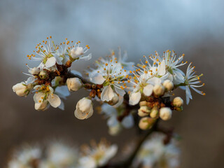 Twig of shrub blackthorn (Prunus spinosa) with blooming white flowers, macrophotography with nice...