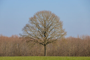 Winter landscape with bare tree on flat and low land, Typical Dutch polder with green meadow under...