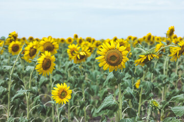 Obraz premium Blooming yellow sunflowers growing in beautiful field. Summer bright nature. Sunflower summertime natural background. 
