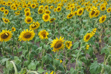 Fototapeta premium Blooming yellow sunflowers growing in beautiful field. Summer bright nature. Sunflower summertime natural background. 