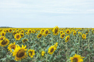 Obraz premium Blooming yellow sunflowers growing in beautiful field. Summer bright nature. Sunflower summertime natural background. 