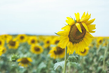Blooming yellow sunflowers growing in beautiful field. Summer bright nature. Sunflower summertime natural background. 