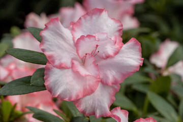 White pink azalea flowers in spring