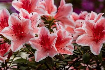 White pink azalea flowers in spring