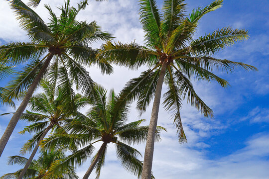Palm trees against blue sky at Tanjung Aru Beach, Sabah, Malaysia.