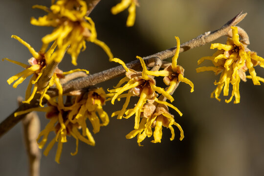 Flowering witch hazel tree branch with yellow flowers in spring