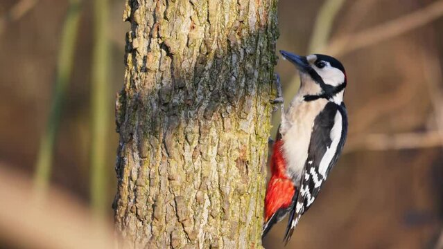 Great Spotted Woodpecker on a tree stump. Chiselling into the tree to find food and insects. Woodland bird with pied black and a red patch on the lower belly. Looking for insects. Dendrocopos Major. 