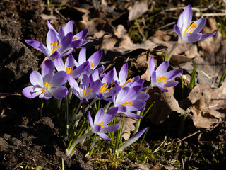 Purple crocuses in the garden in spring