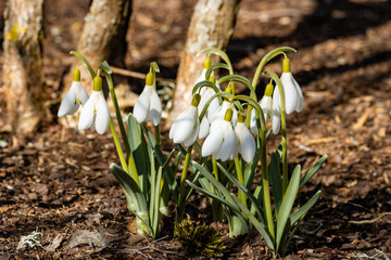 Several snowdrops in the garden with tree trunks in the background