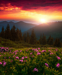 Obraz premium picturesqur summer dawn image, picturesque morning scenery, amazing blossom pink rhododendron flowers, floral nature background,,Ukraine, Carpathian mountains, Europe