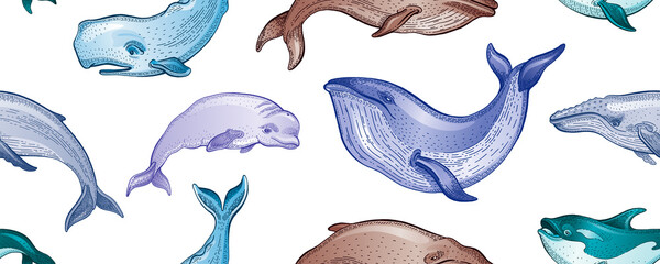 Whale pattern. Seamless vector sea whale illustration. Ocean animal background. Cute wallpaper. Marine watercolor print with underwater mammal animal. Water summer design texture. Sea seamless art © Olga Che