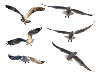 Obraz premium portrait of beautiful bird seagull in full spand wings