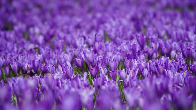 Group of purple crocus flowers on a spring meadow. Crocus blossom.