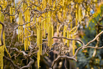 Blossoming hazelnuts in early spring. Green buds. Pollen allergy concept. Selective focus