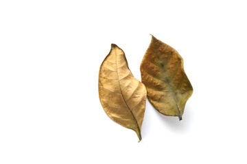 Fototapeta premium close up of two dry green and brown leaves isolated on white background, top view