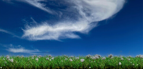 Fototapeta na wymiar Strip of Wild Green Grass with many White Head Dandelions