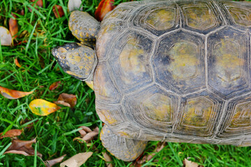 Big beautiful tortoise.