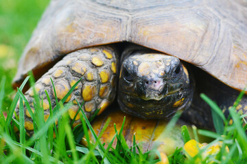 Big beautiful tortoise.